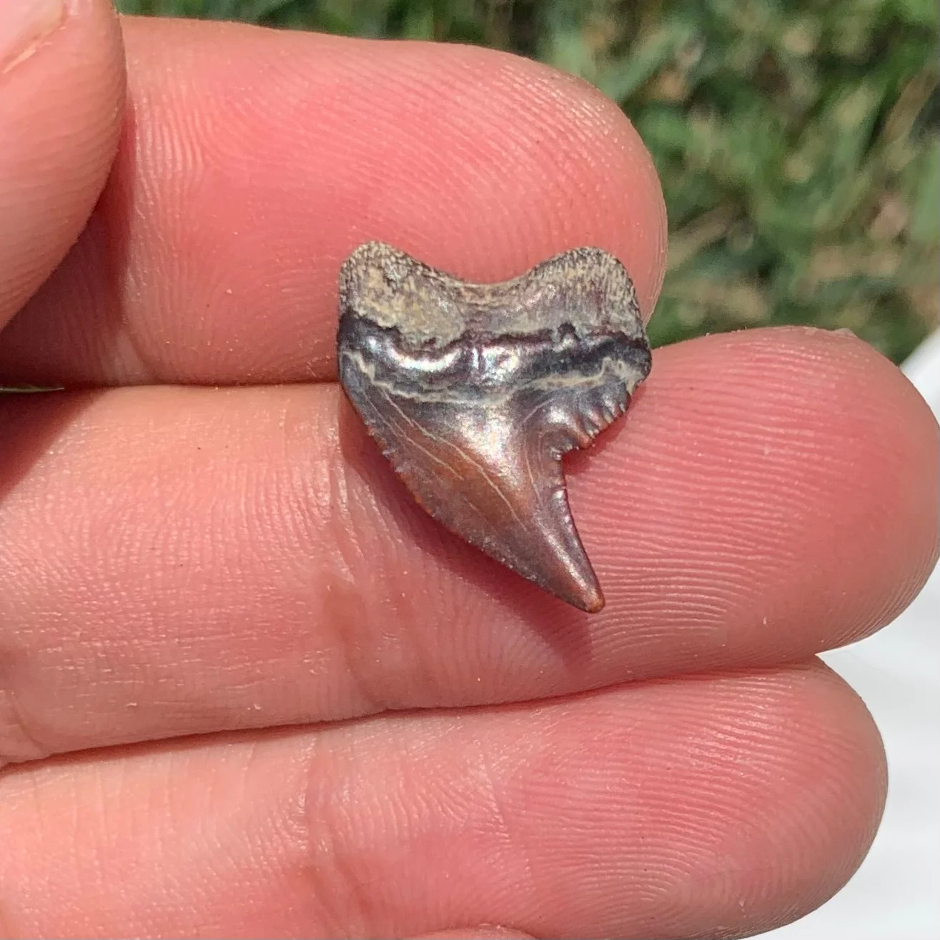 Physogaleus contortus -Virginia