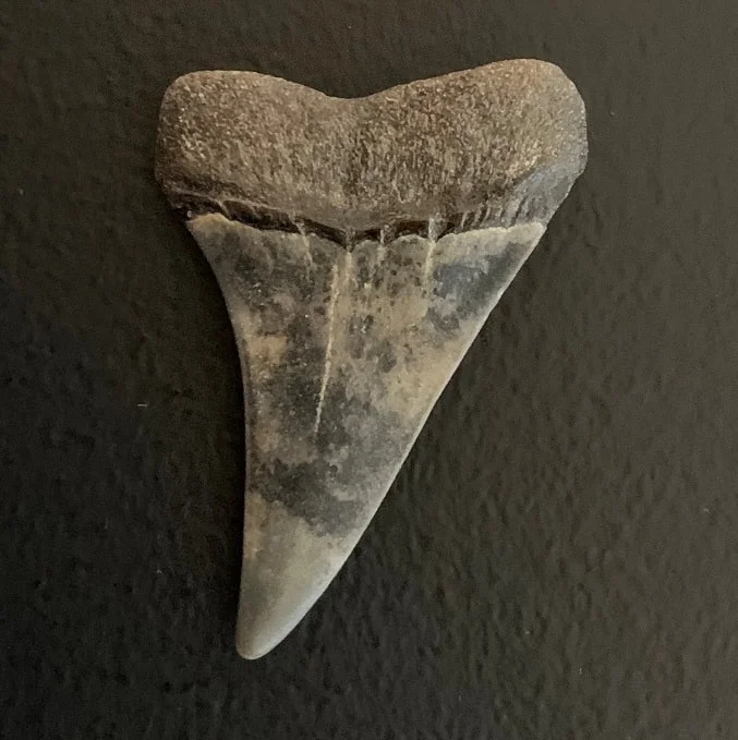 1.68" Carcharodon hastalis Shark Tooth