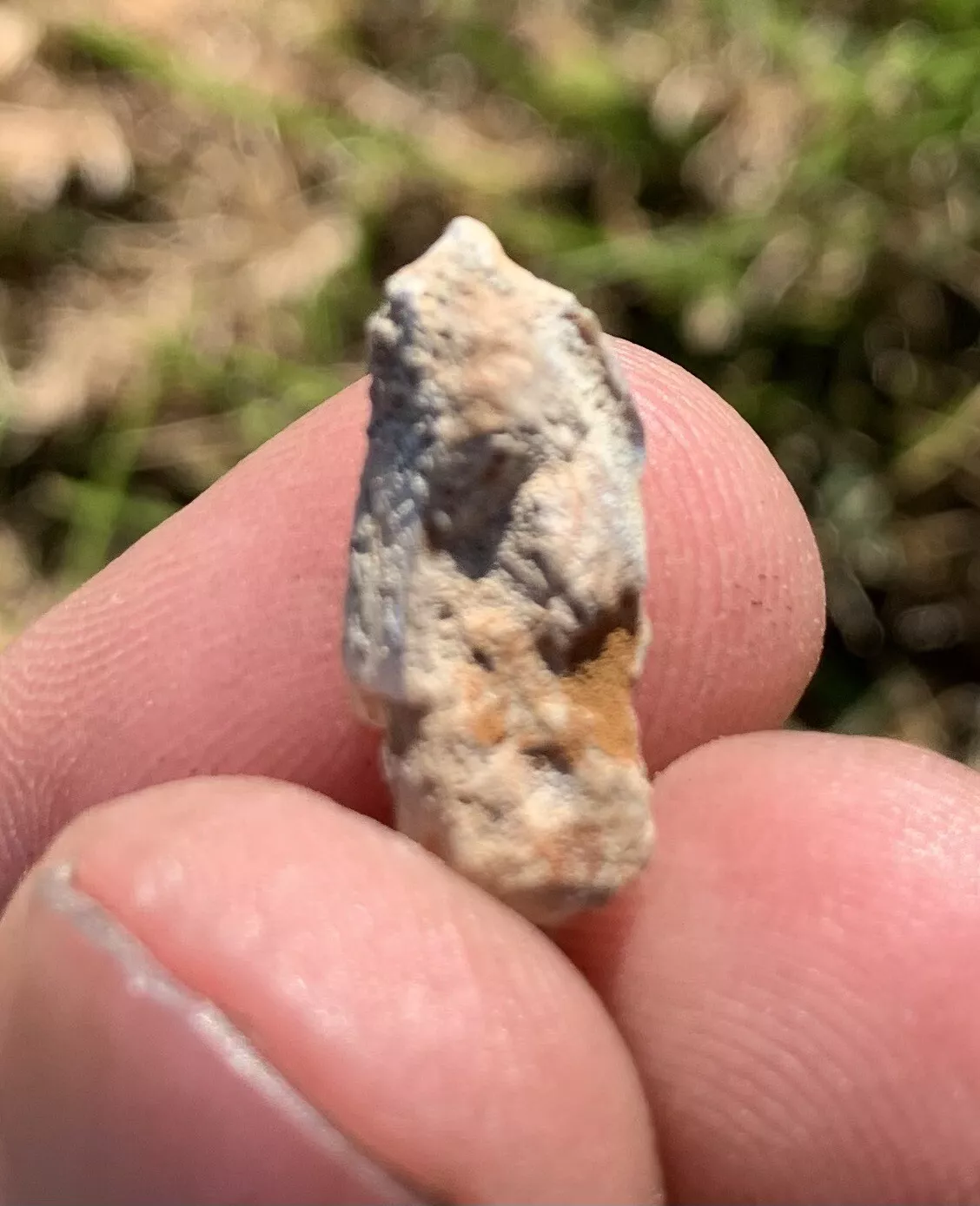 Edmontosaurus Dinosaur Tooth, Hell Creek Formation SD, Hadrosaur, Duck-billed