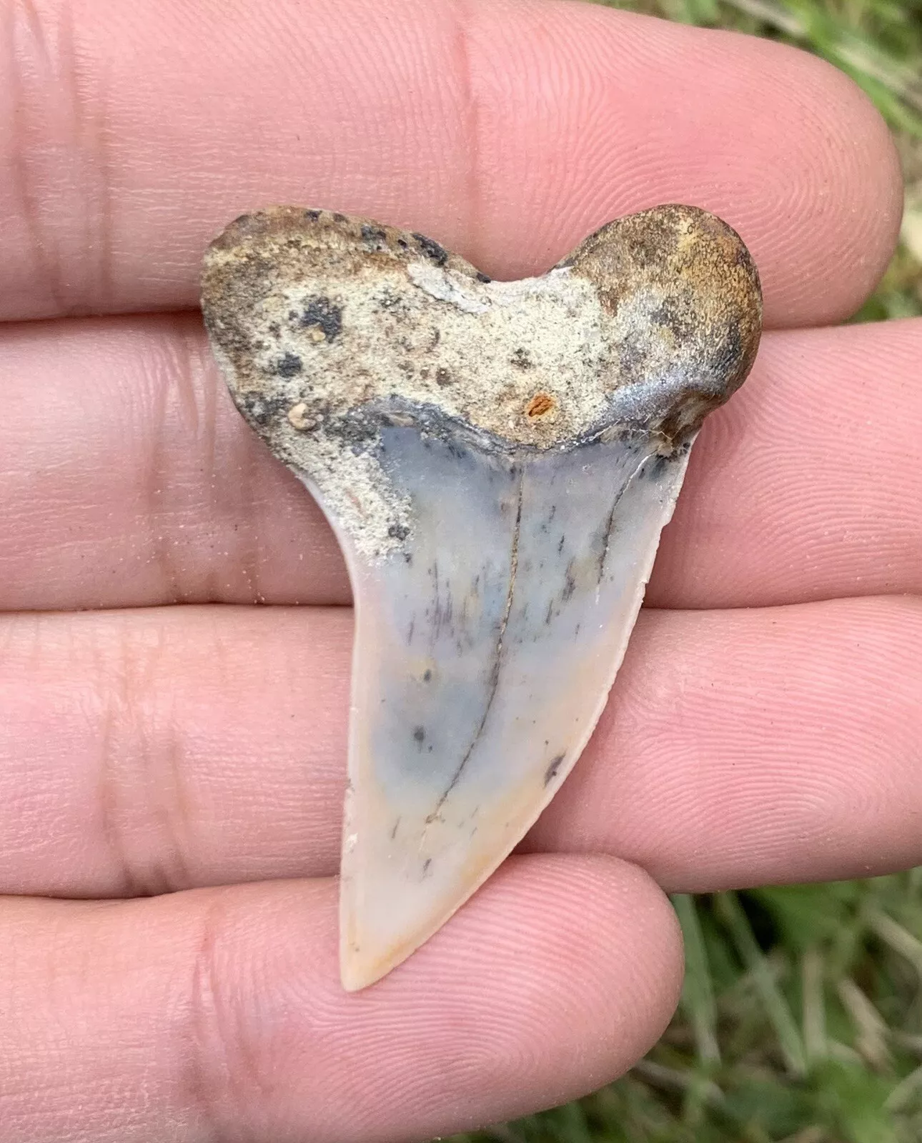 1.67" Carcharodon planus - Bakersfield California