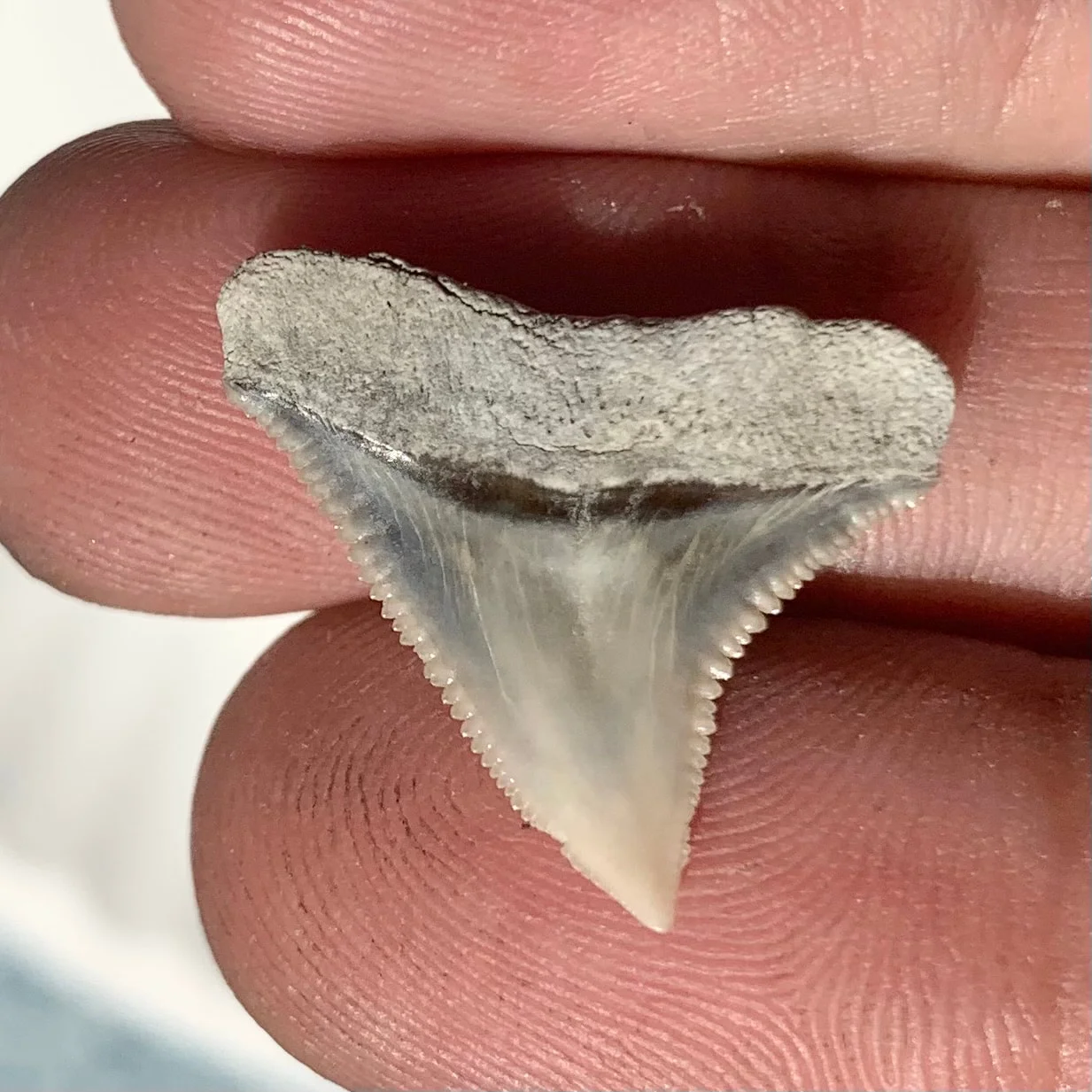 Carcharhinus leucas - Lee Creek Mine