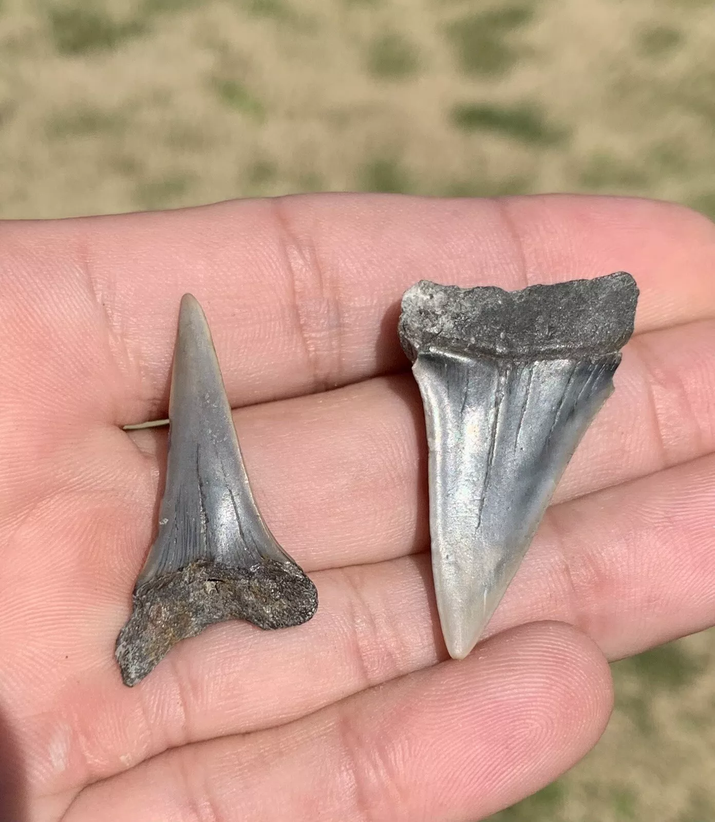 Pair of Carcharodon hastalis - Lee Creek Mine