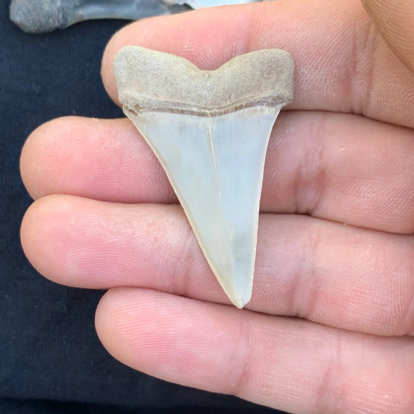 1.79” Carcharodon hastalis - Virginia