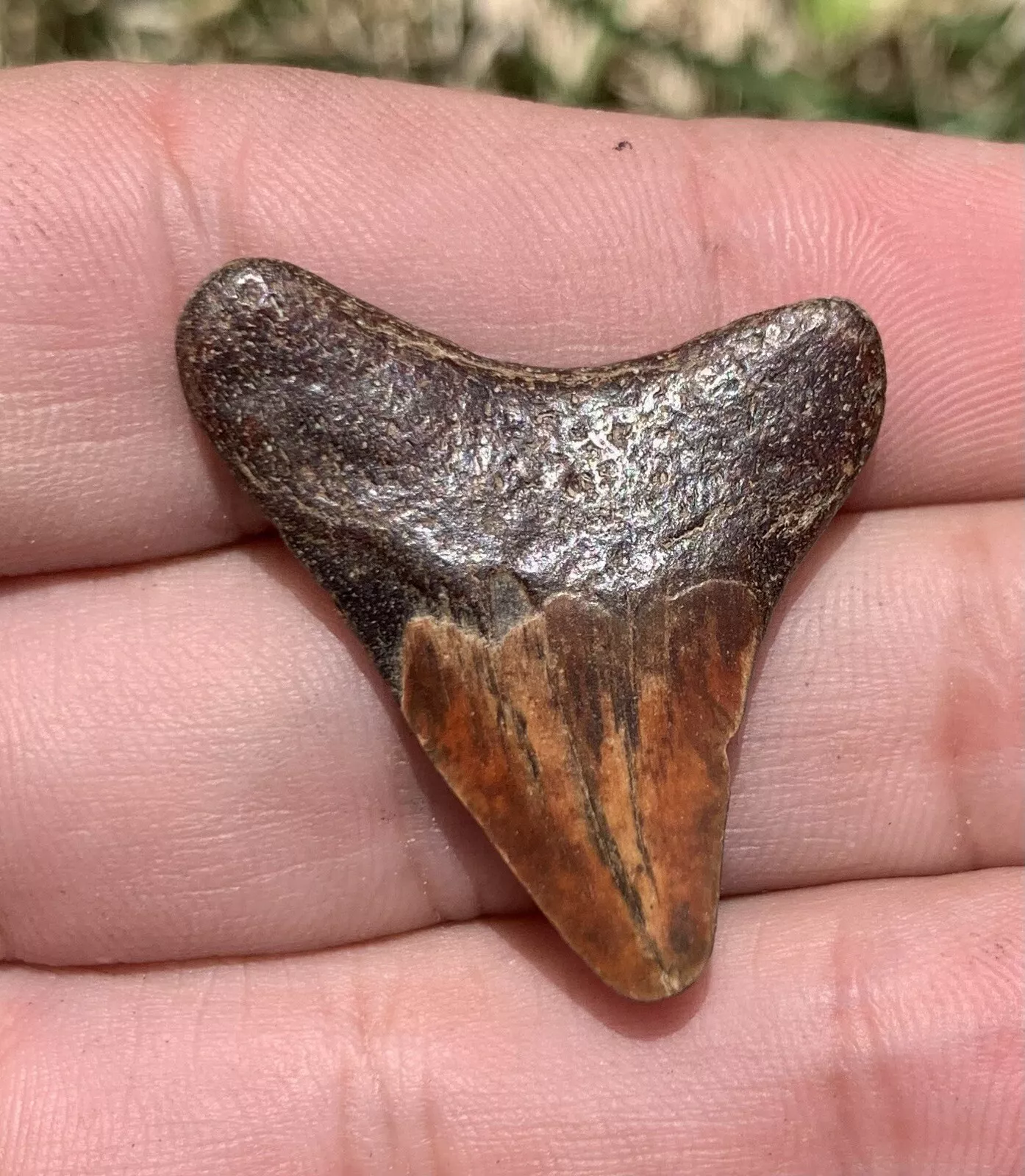 1.33” Otodus Megalodon - Virginia