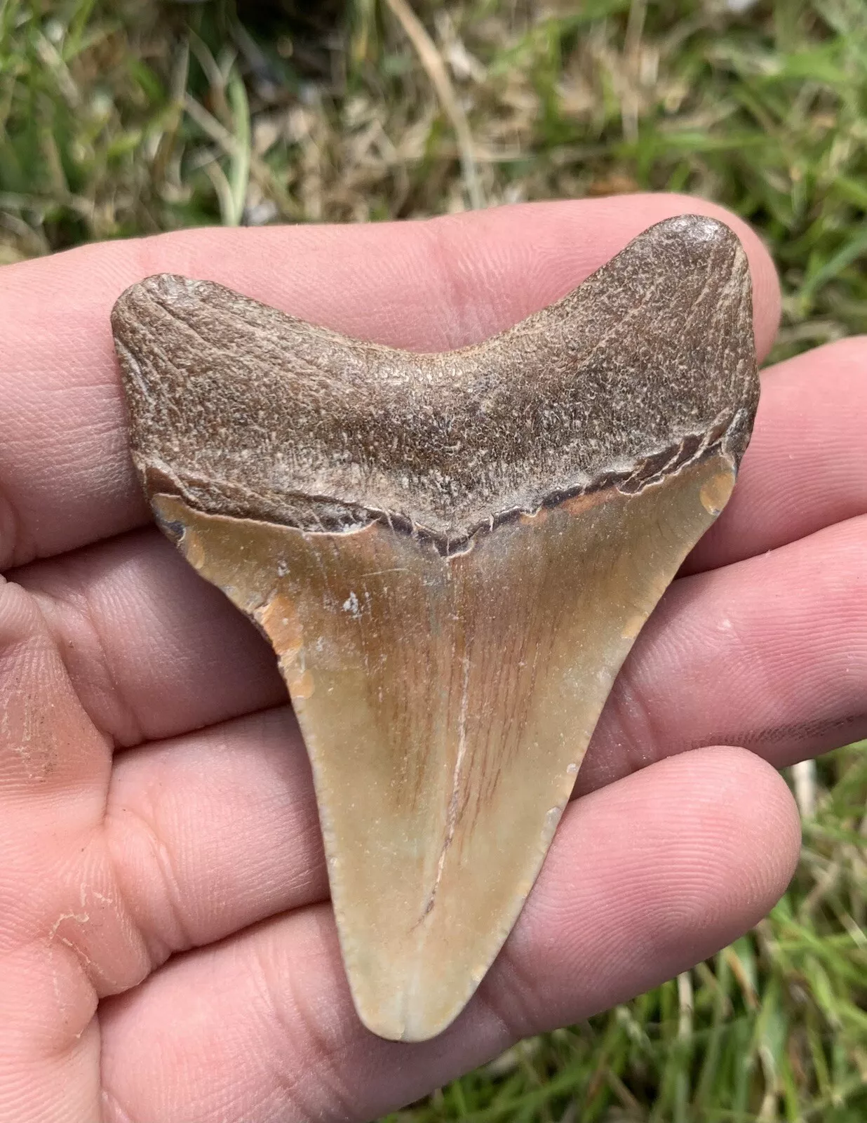 2.42” Otodus Megalodon - Virginia