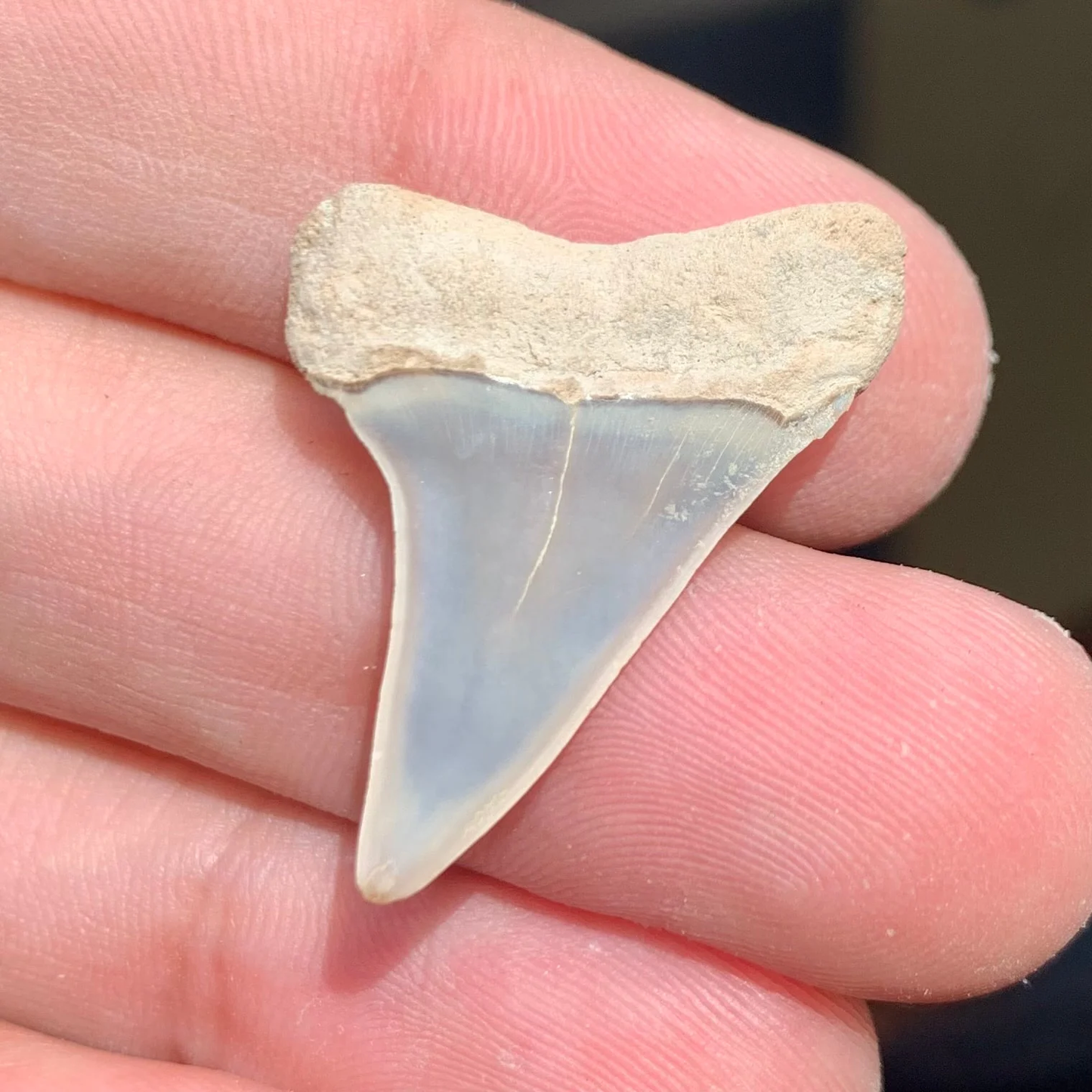 1.2” Carcharodon hastalis - Virginia