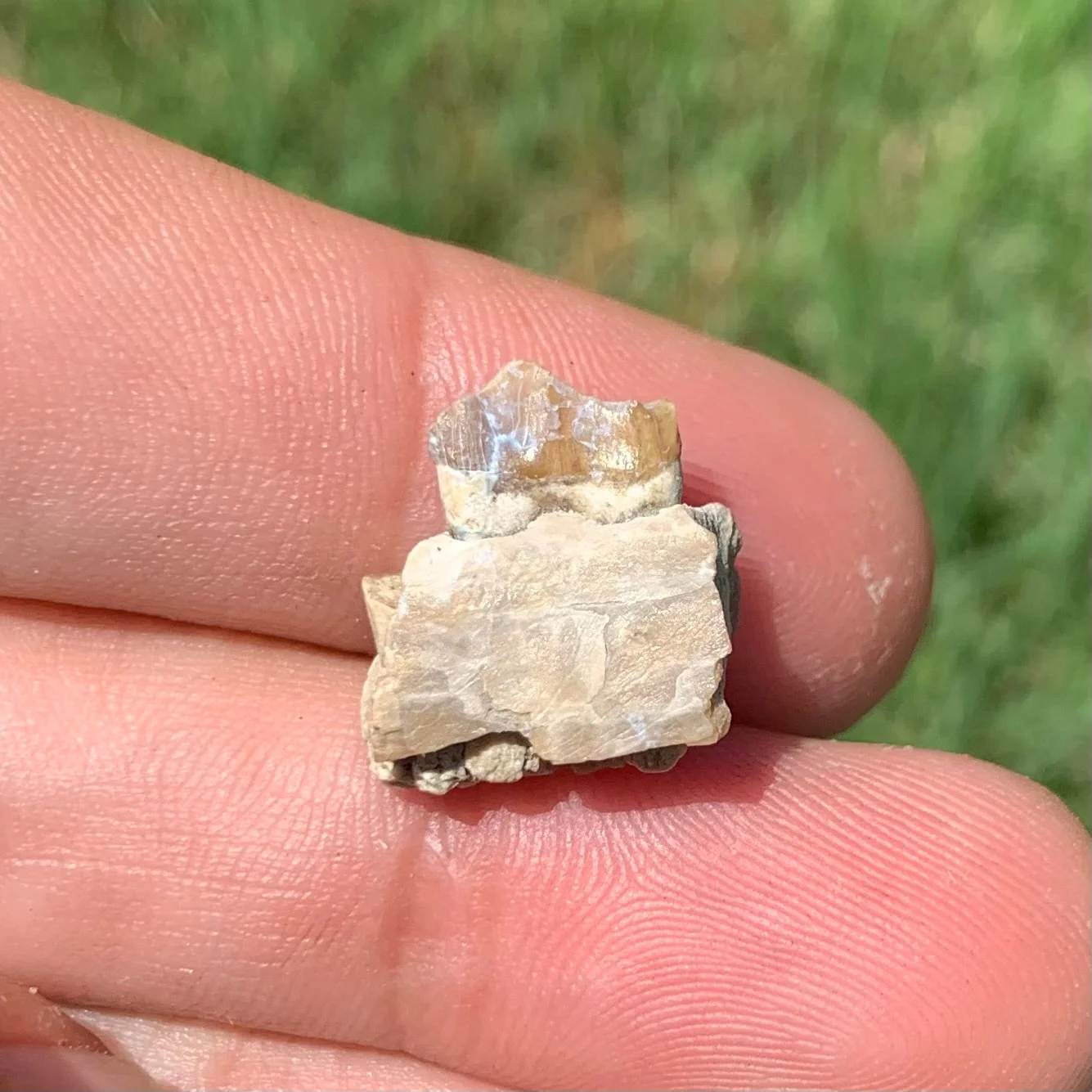 Fossils Camel Lower Jaw Premolar Tooth, Poebrotherium