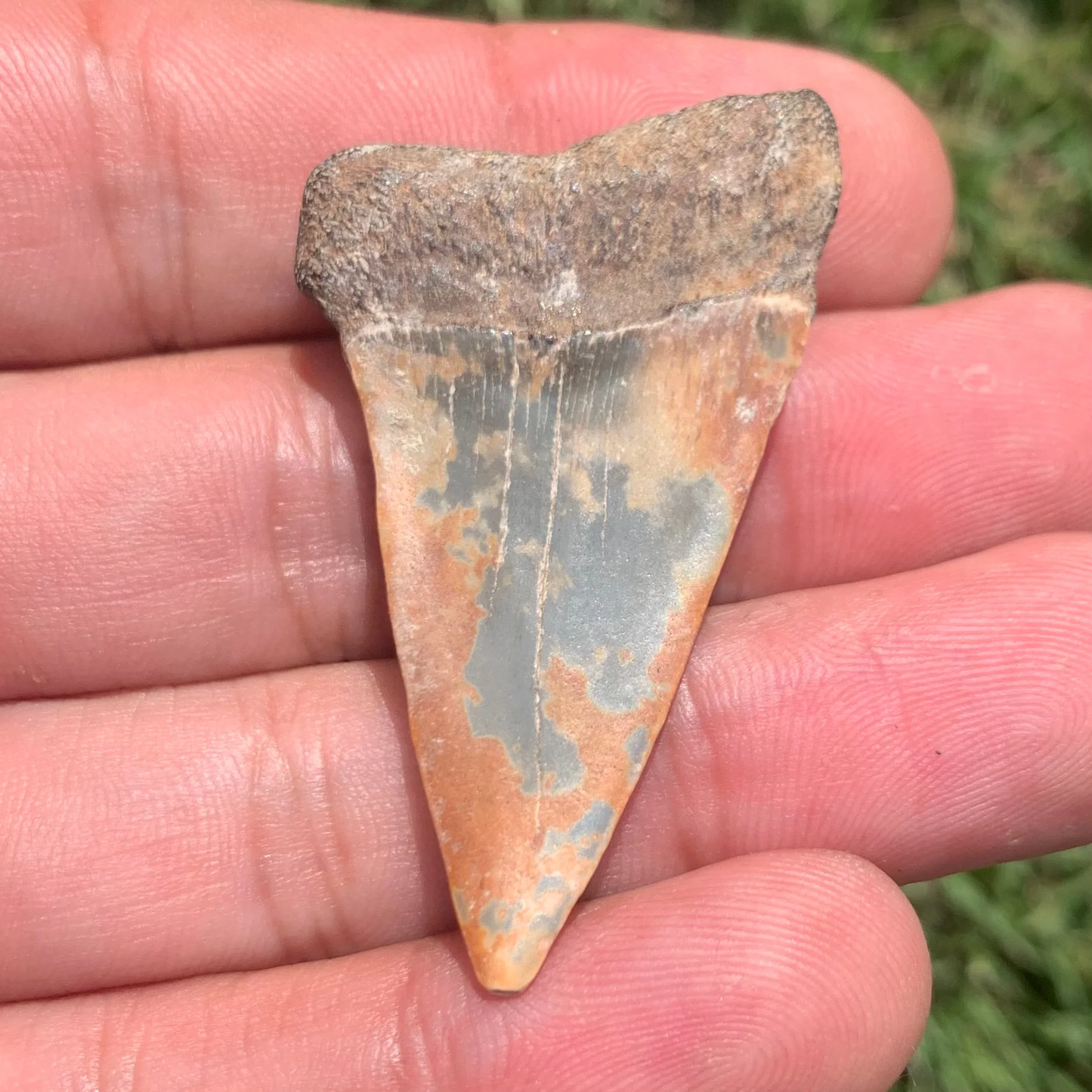 1.88” Carcharodon hastalis - Virginia