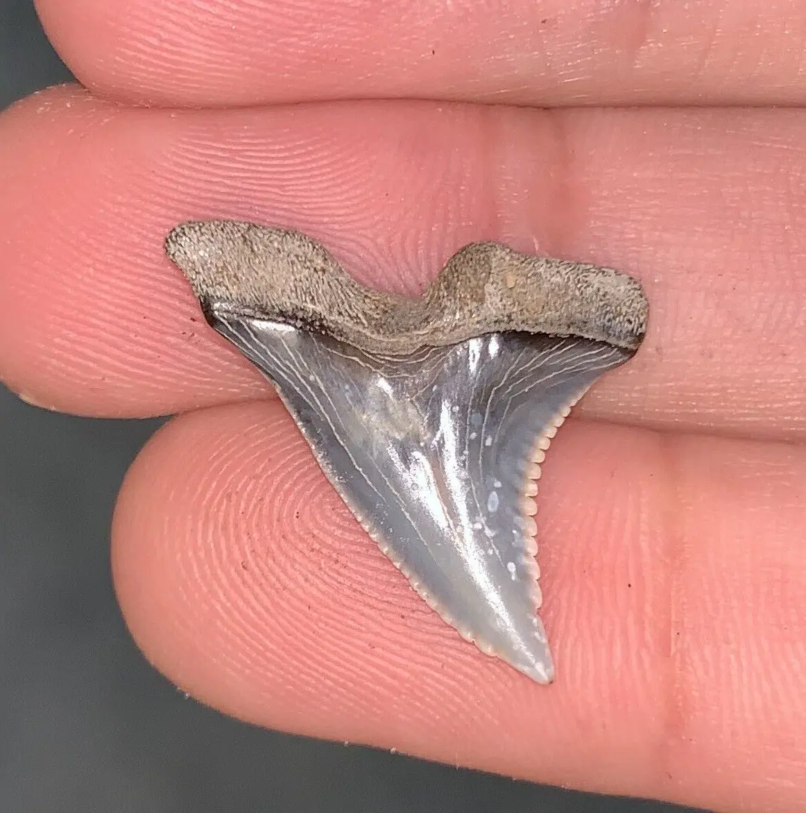 .99" Hemipristis serra - Virginia