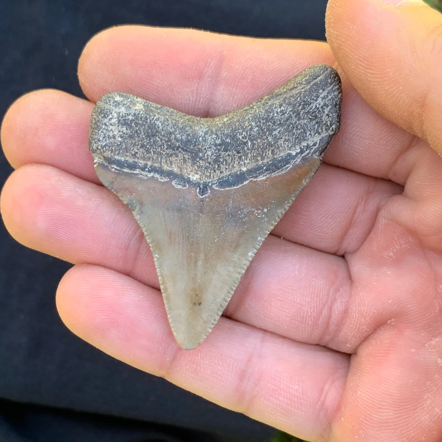 2.23” Otodus Megalodon - Virginia