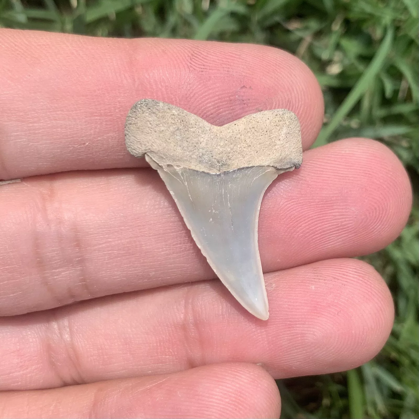 1.29" Carcharodon hastalis - Virginia
