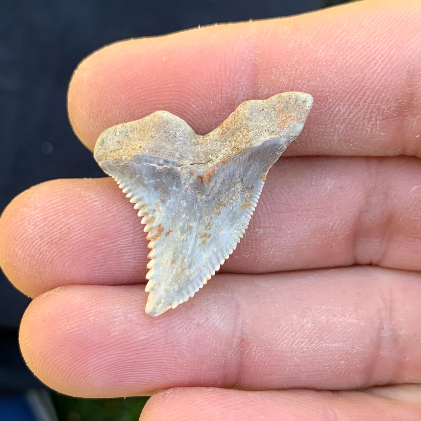 1.31” Hemipristis serra Shark Tooth - Virginia