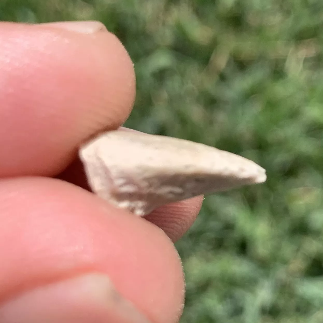 Tortoise Claw - White River Badlands