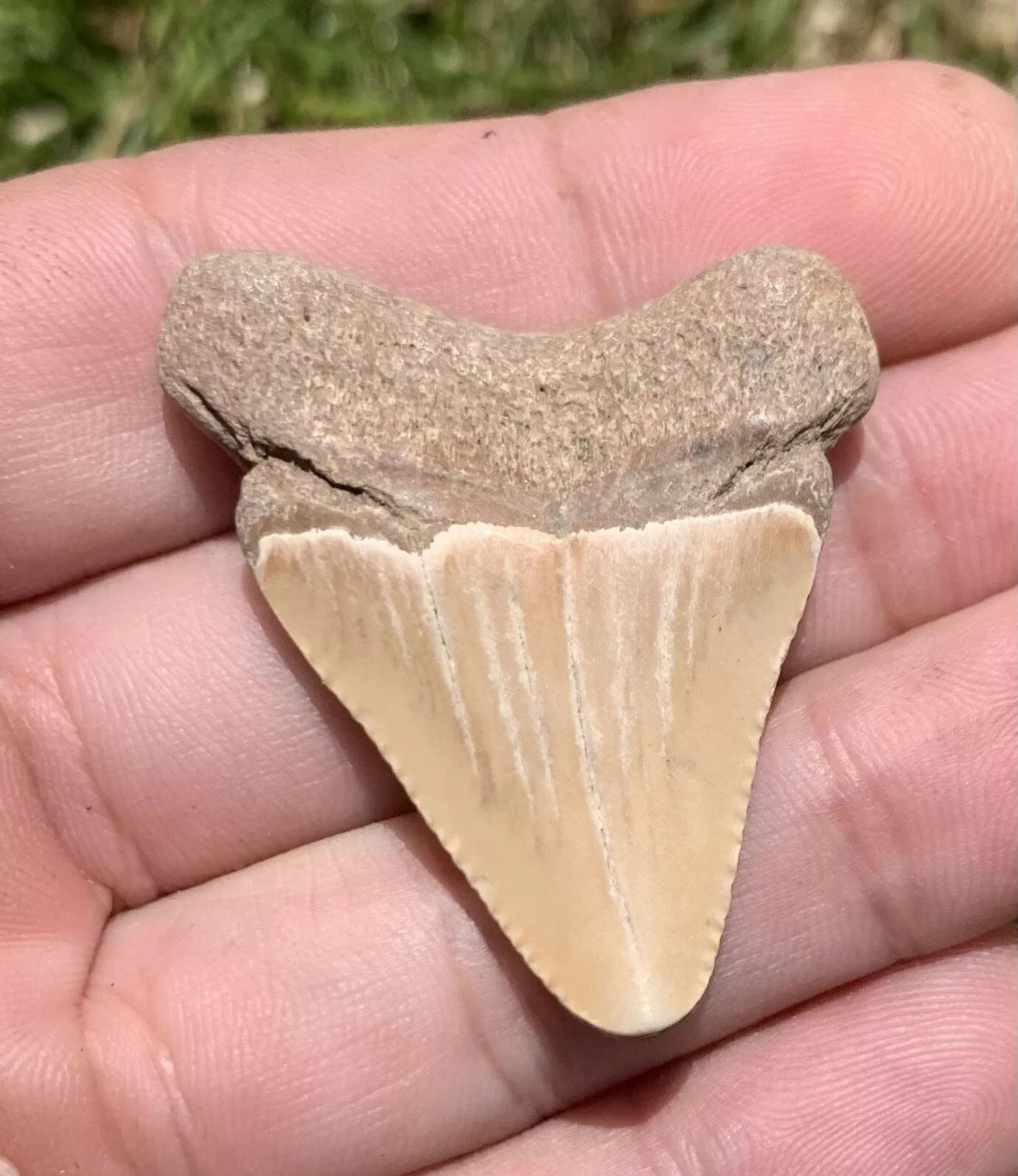 1.73” Otodus Megalodon - Virginia