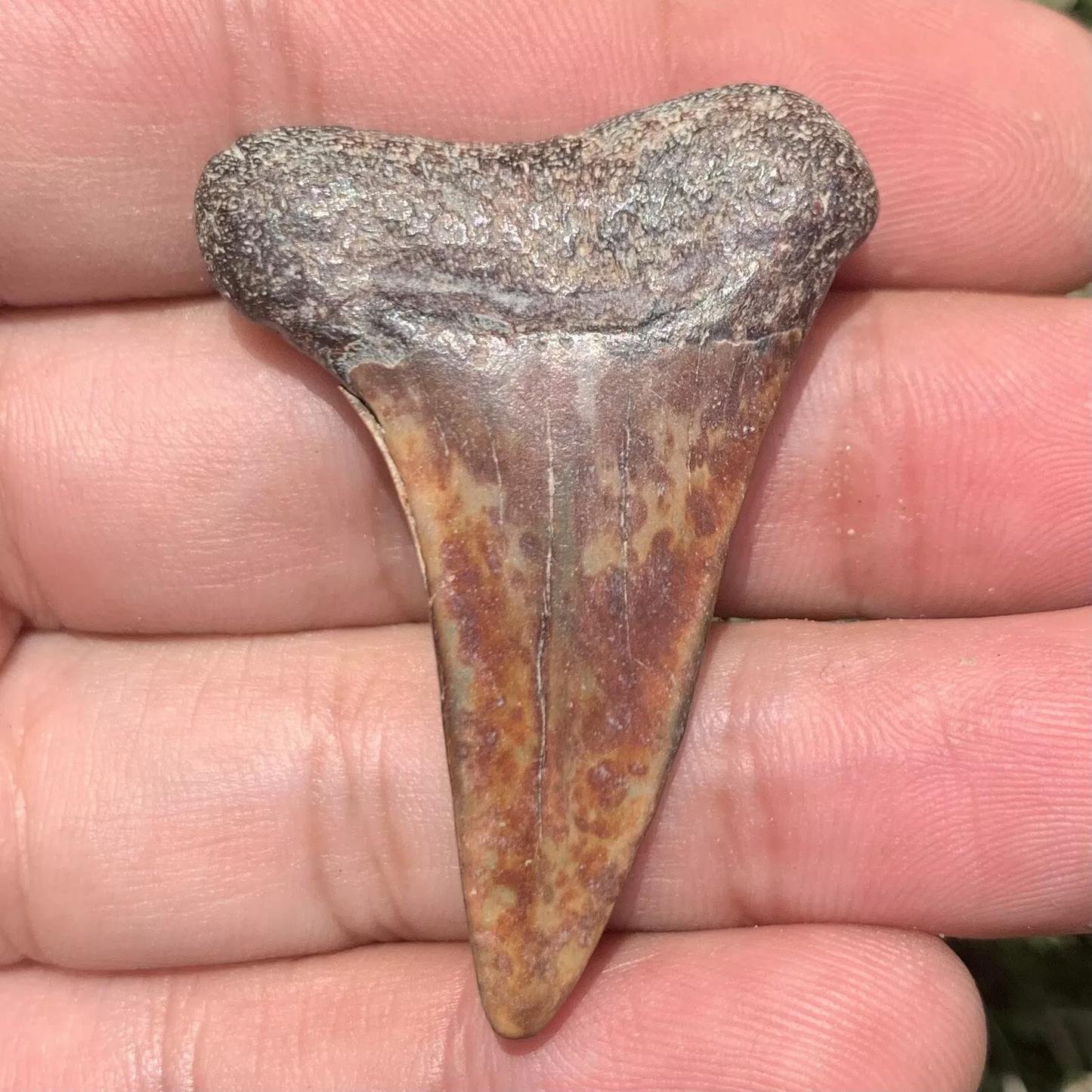 1.83” Carcharodon hastalis - Virginia