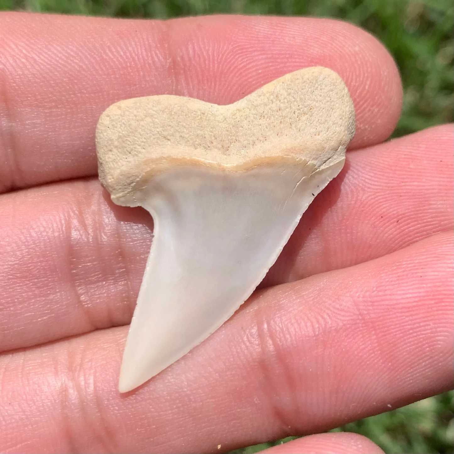 1.54" Carcharodon planus - Bakersfield