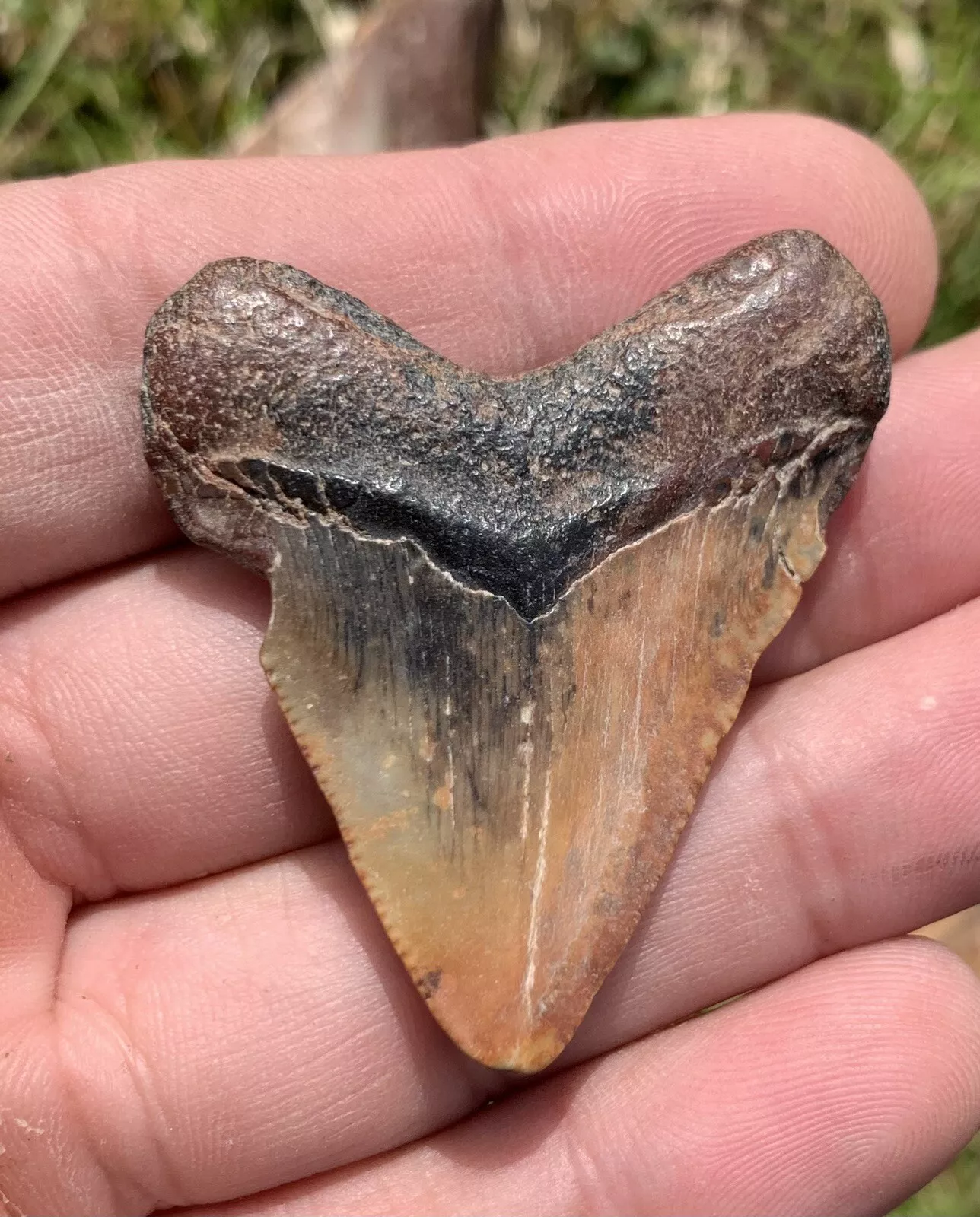 1.85” Otodus Megalodon - Virginia