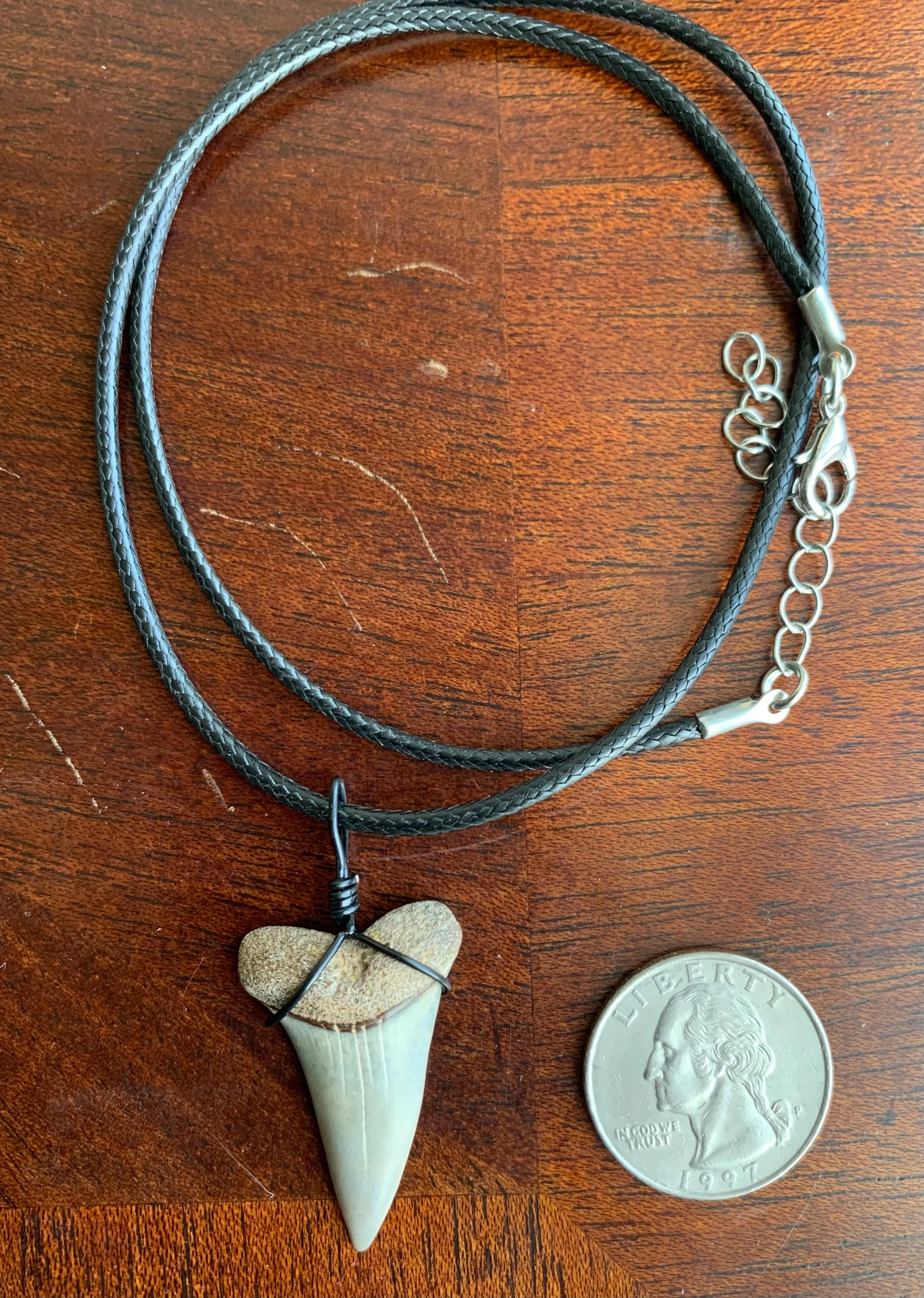 Carcharodon hastalis white shark tooth necklace