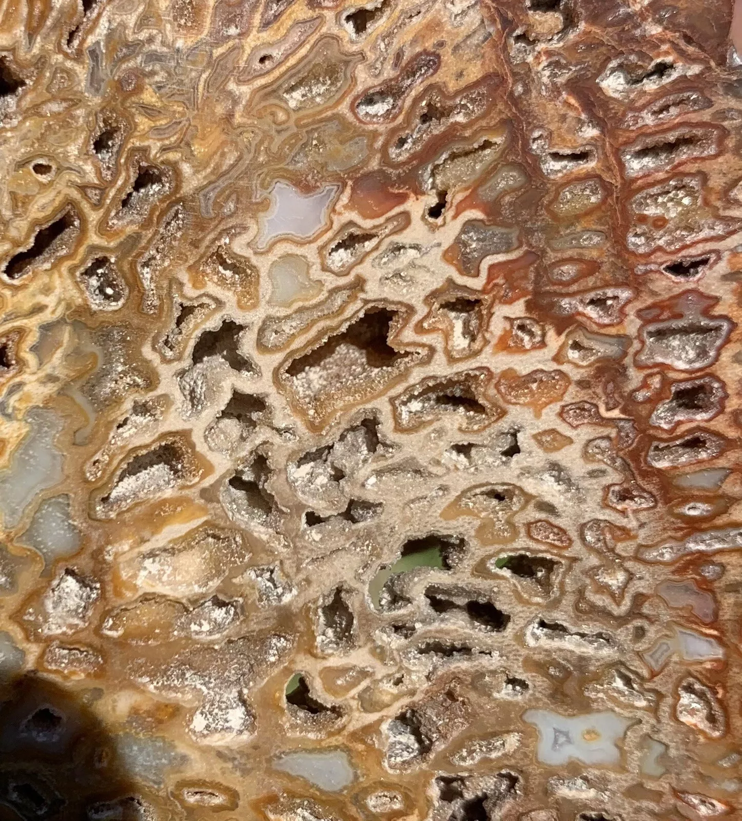 Polished Petrified Fossil Hard Wood with Druzy Pockets Indonesia, Slab, Slice