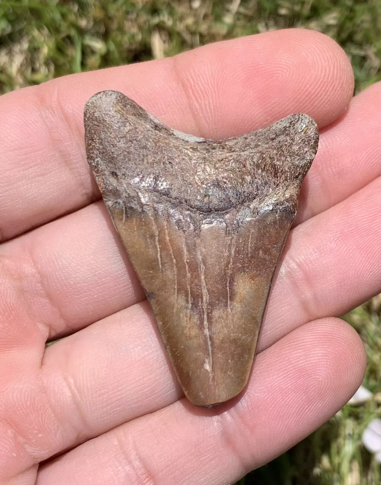 1.93" Otodus megalodon - Virginia