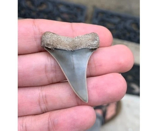 Fossil Carcharodon hastalis - Virginia