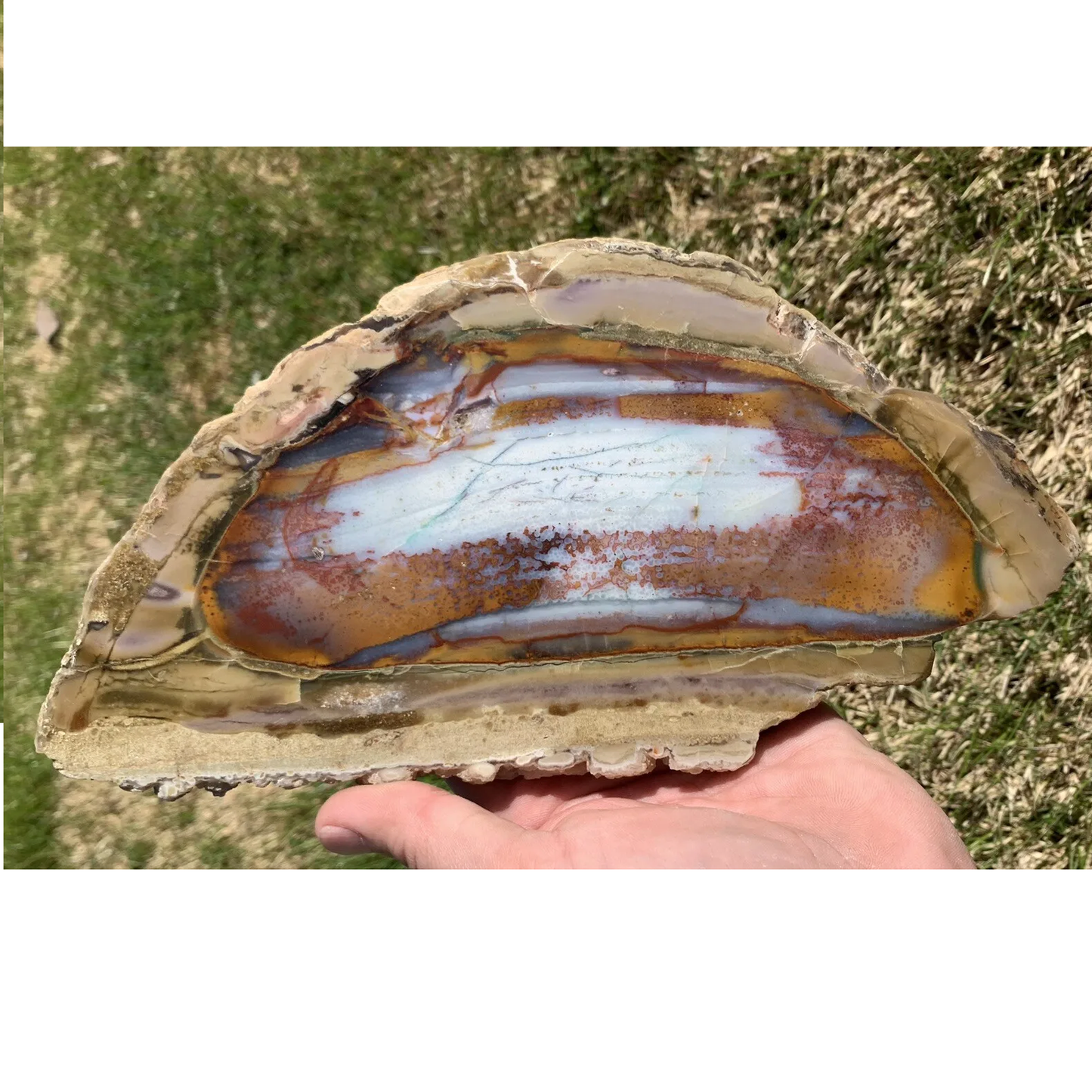 Polished Petrified Blue Copper Fossil Wood From Indonesia