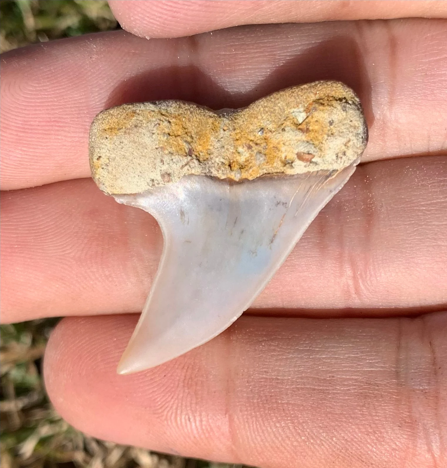 1.51" Carcharodon planus - Bakersfield