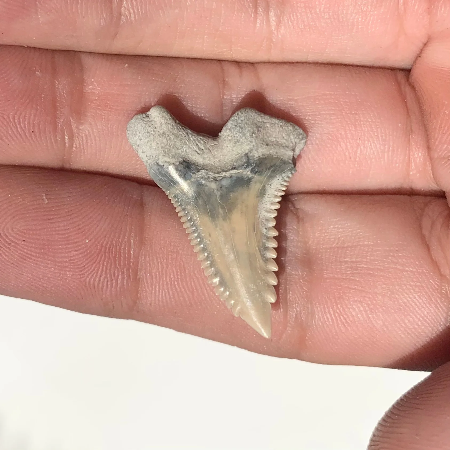 1.19" Hemipristis serra - Lee Creek Mine