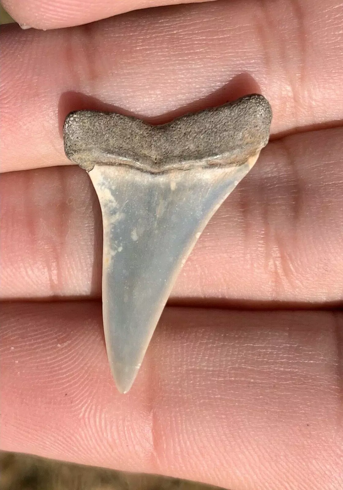 1.24" Carcharodon hastalis - Virginia