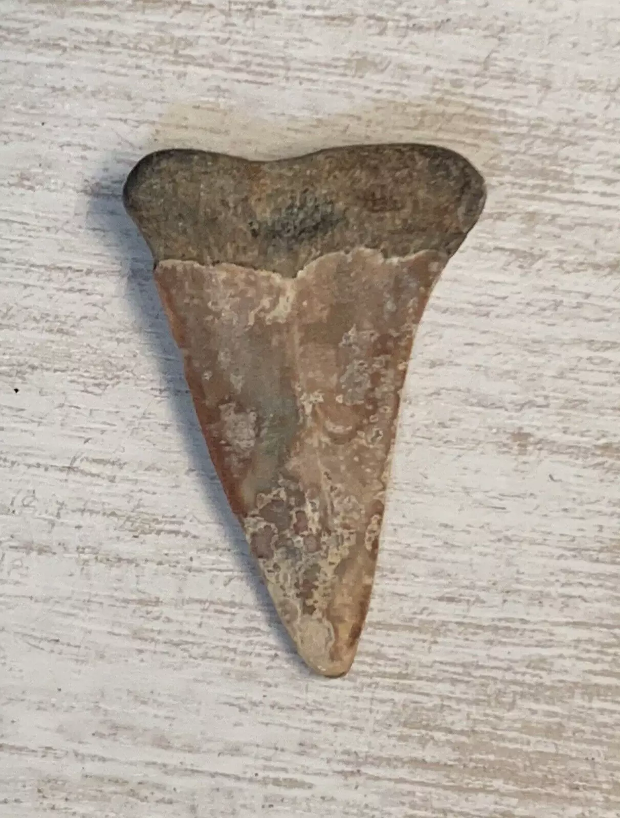 1.5" Carcharodon hastalis - Virginia