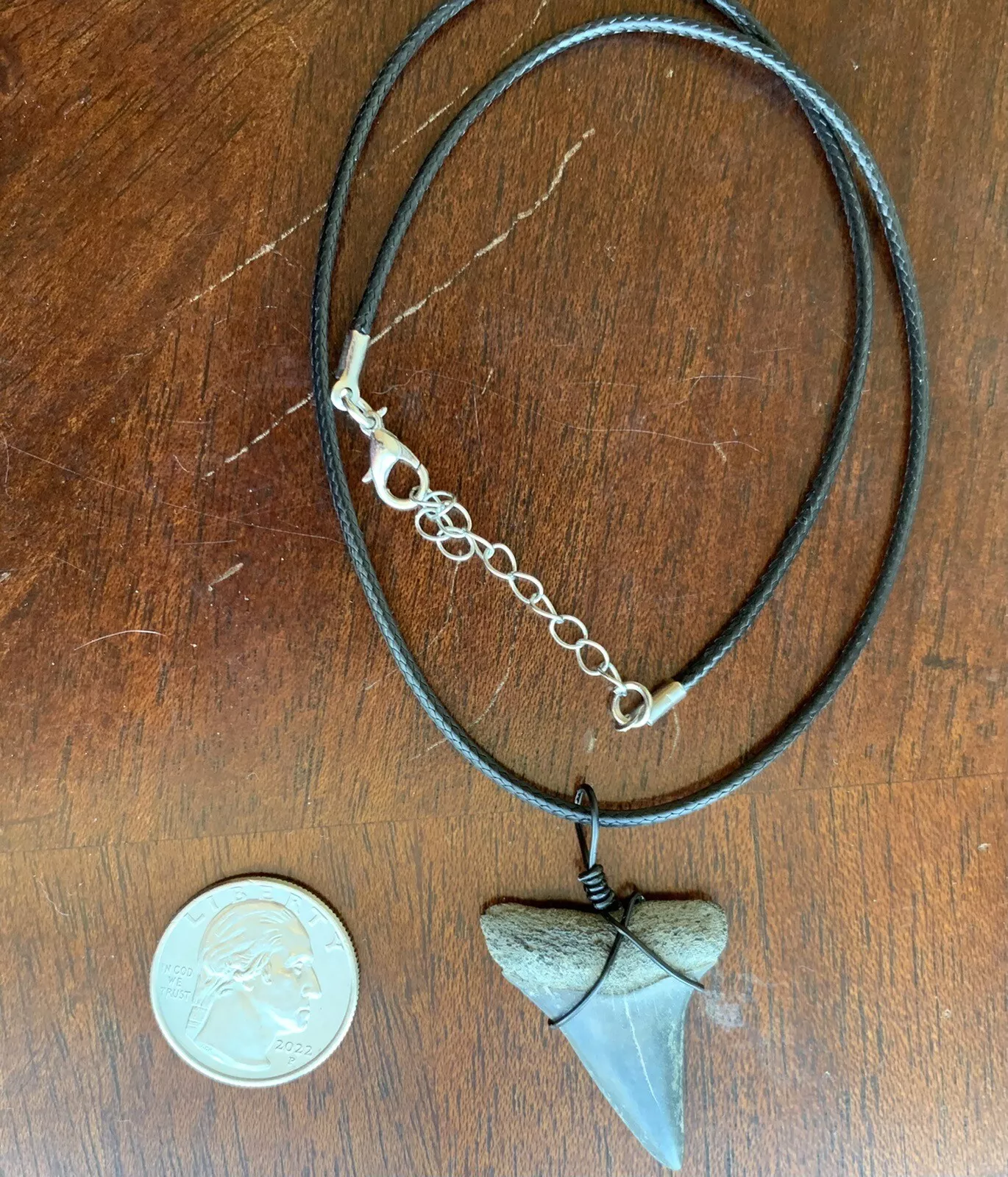 Carcharodon hastalis white shark tooth necklace