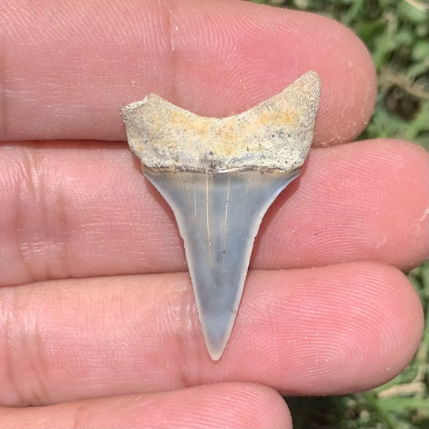 1.35" Carcharodon hastalis - Bakersfield California