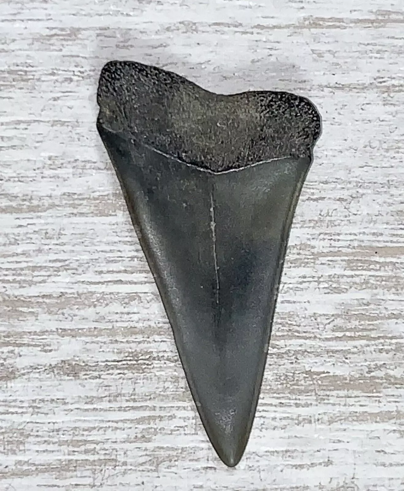 1.63" Carcharodon hastalis - Virginia