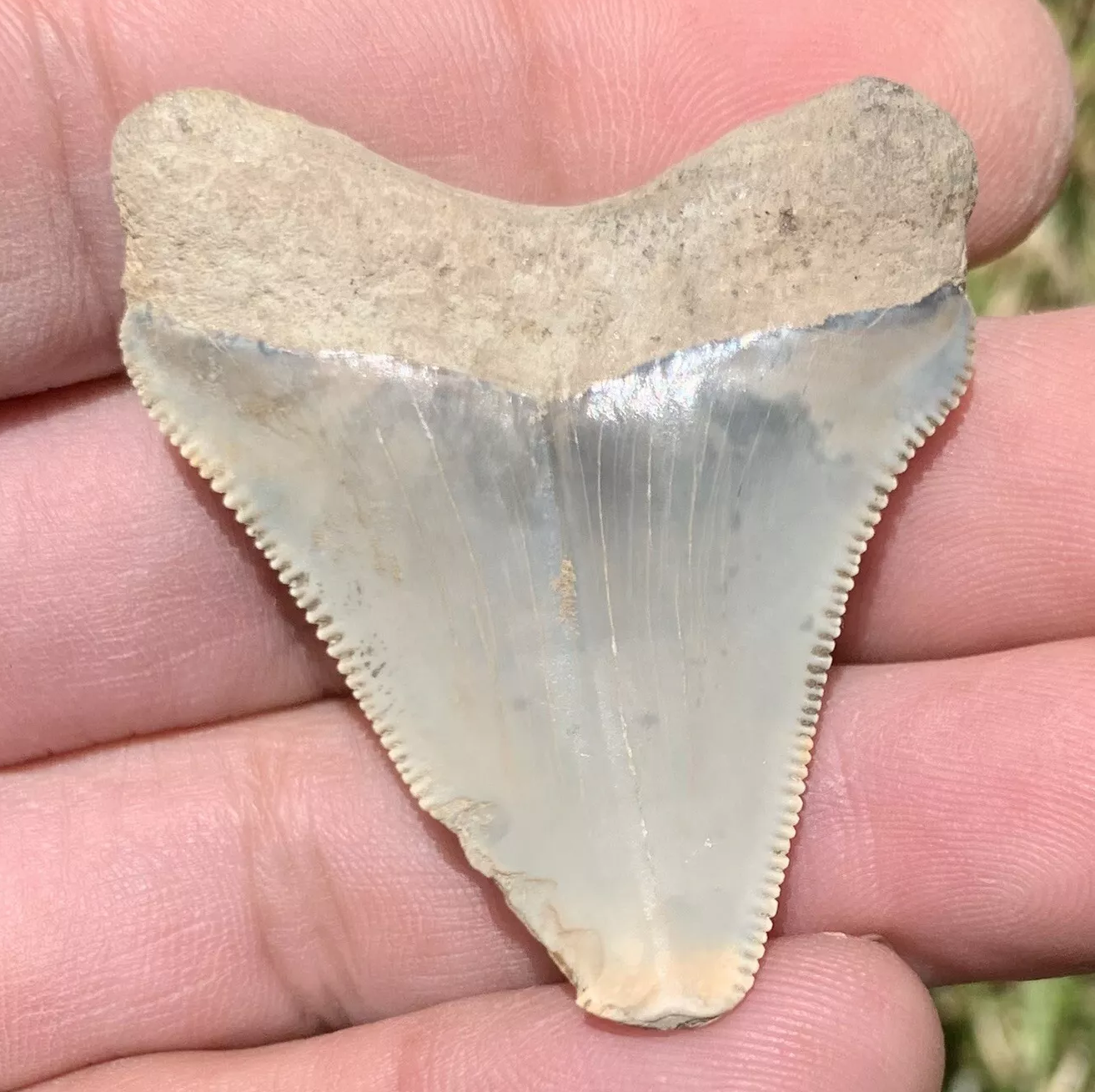 1.81” Otodus Megalodon - Virginia