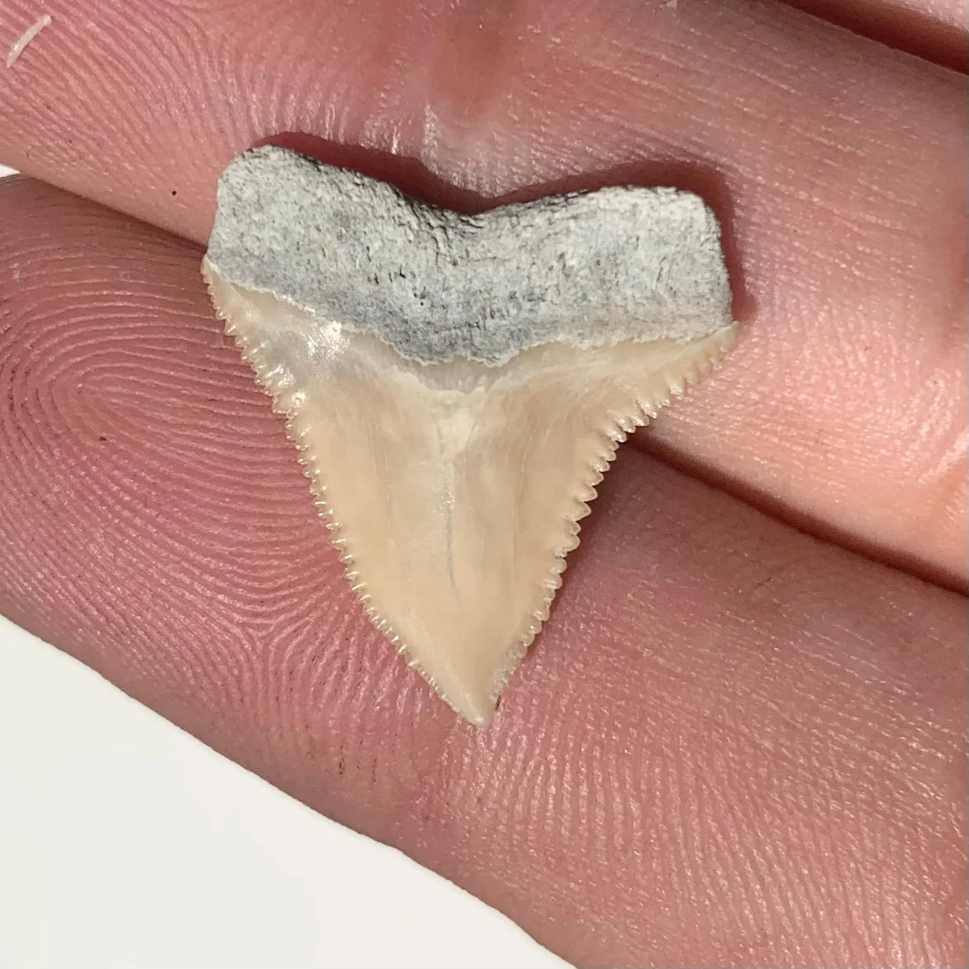 Carcharhinus leucas - Lee Creek Mine