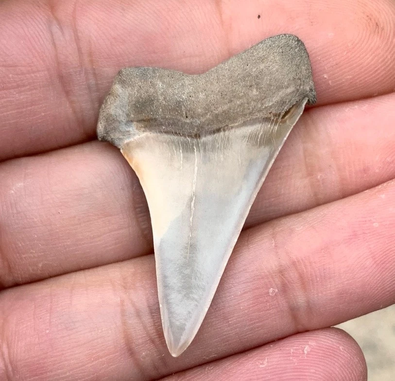 Fossil Carcharodon hastalis - Virginia