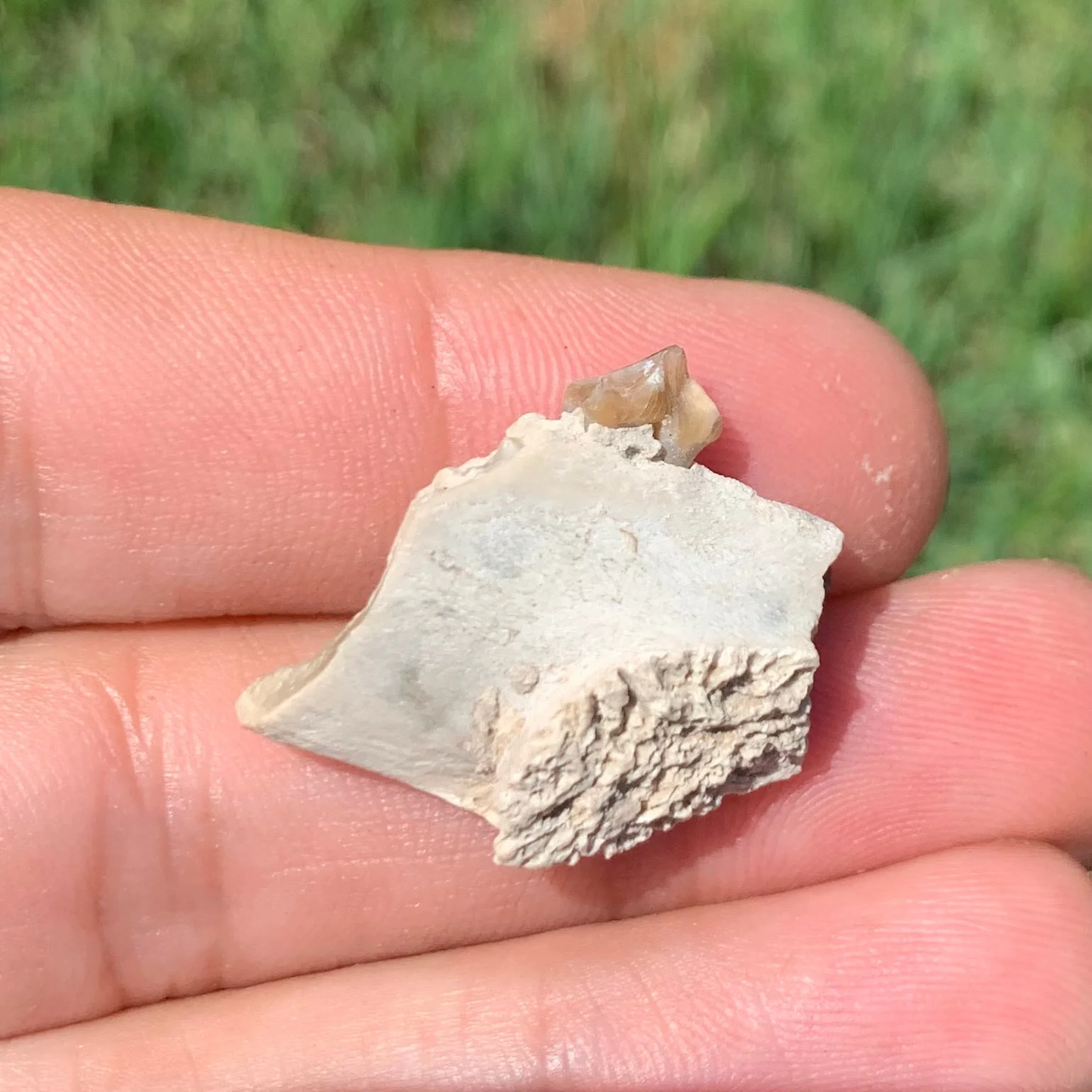 Fossil Oreodont Lower Jaw Section