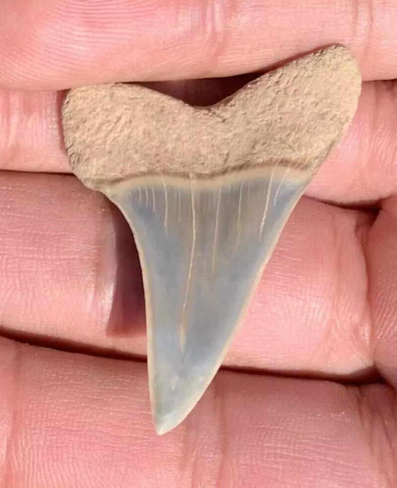 1.22” Carcharodon hastalis - Maryland