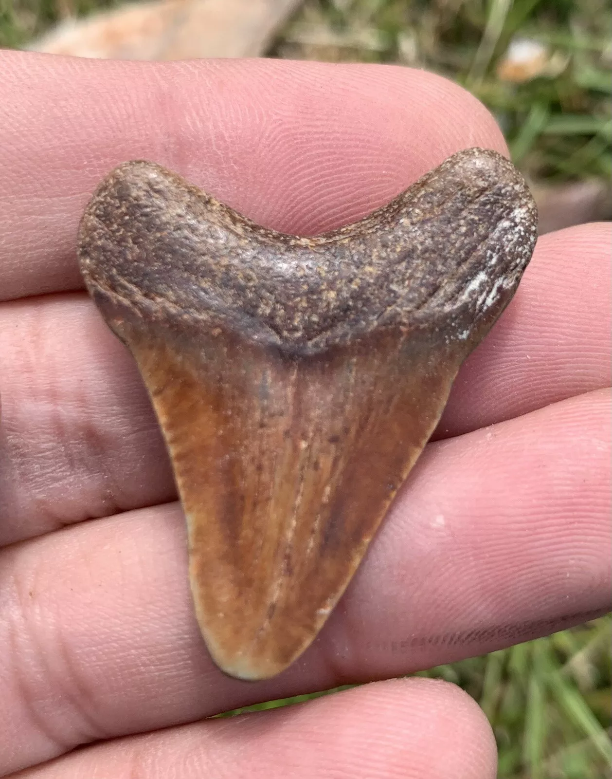 1.5" Otodus Megalodon - Virginia