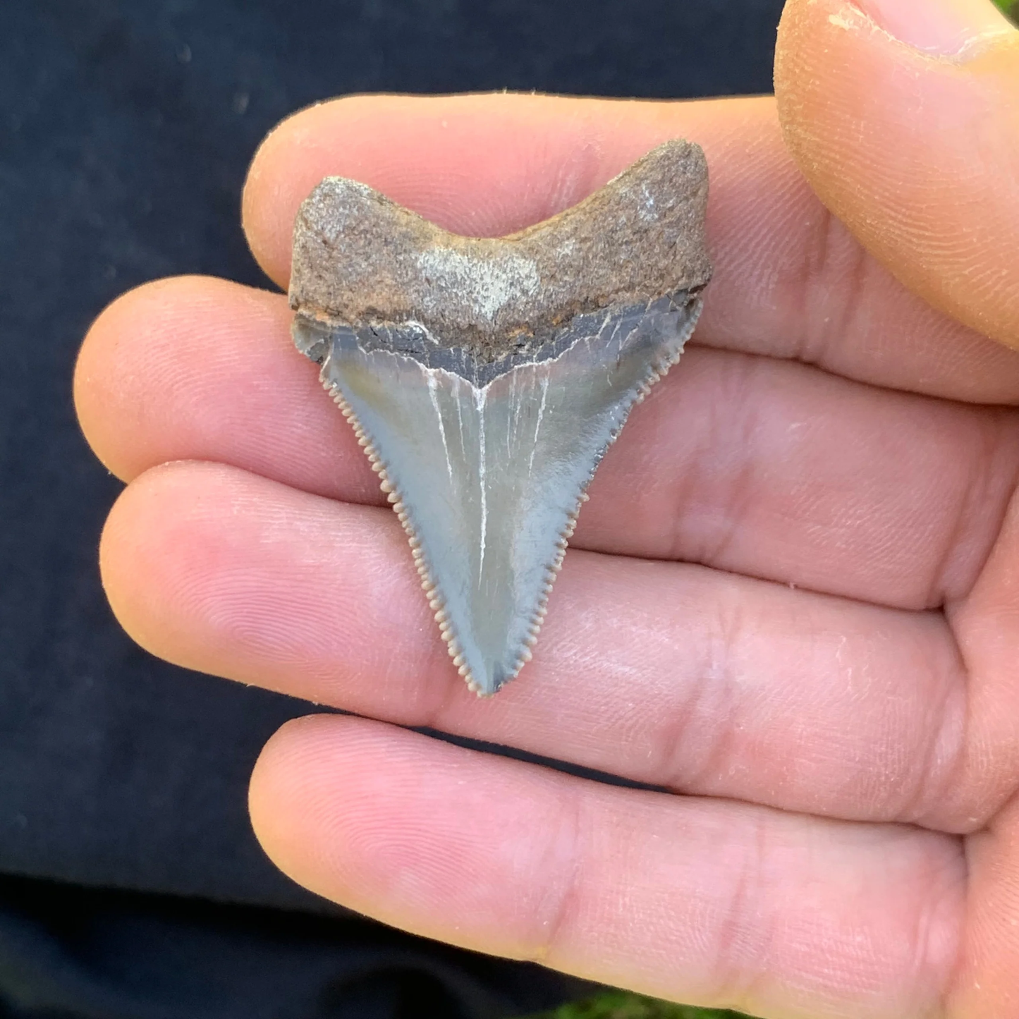 1.72” Otodus Megalodon - Virginia