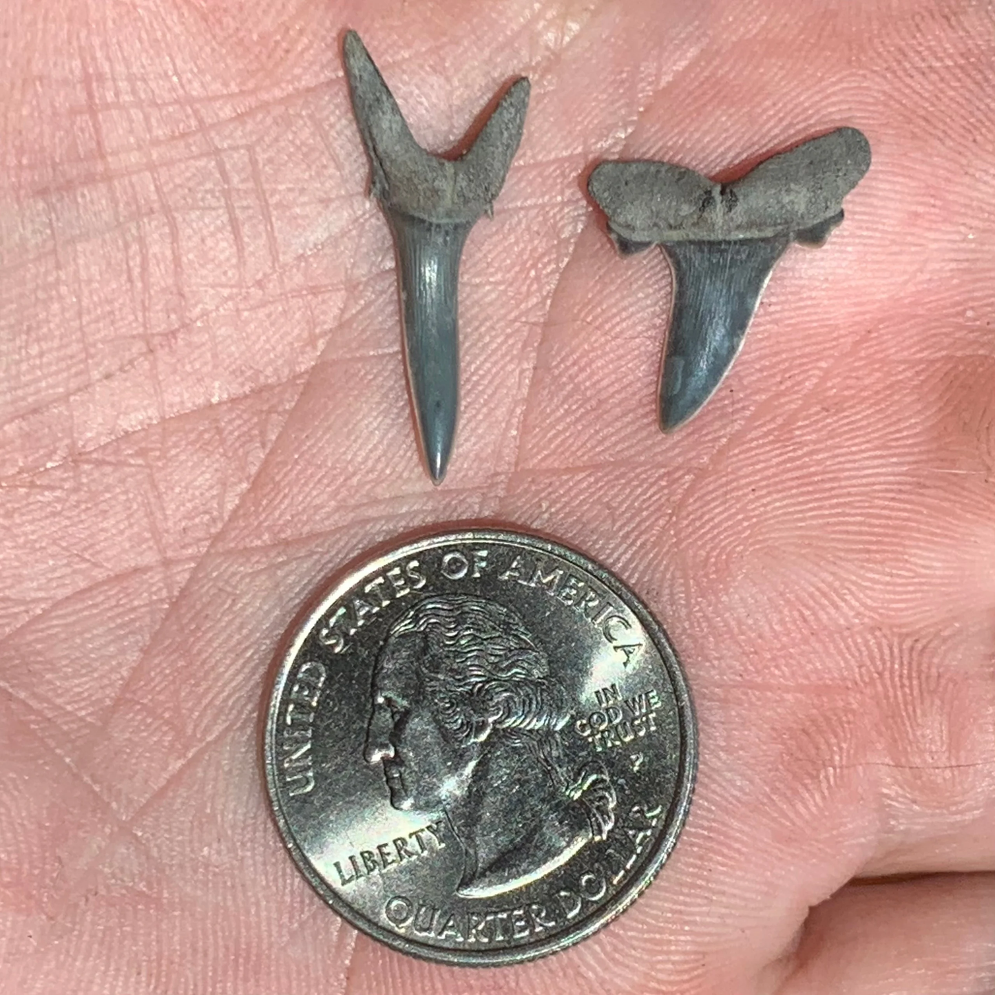 Striatolamia macrota - Muddy Creek