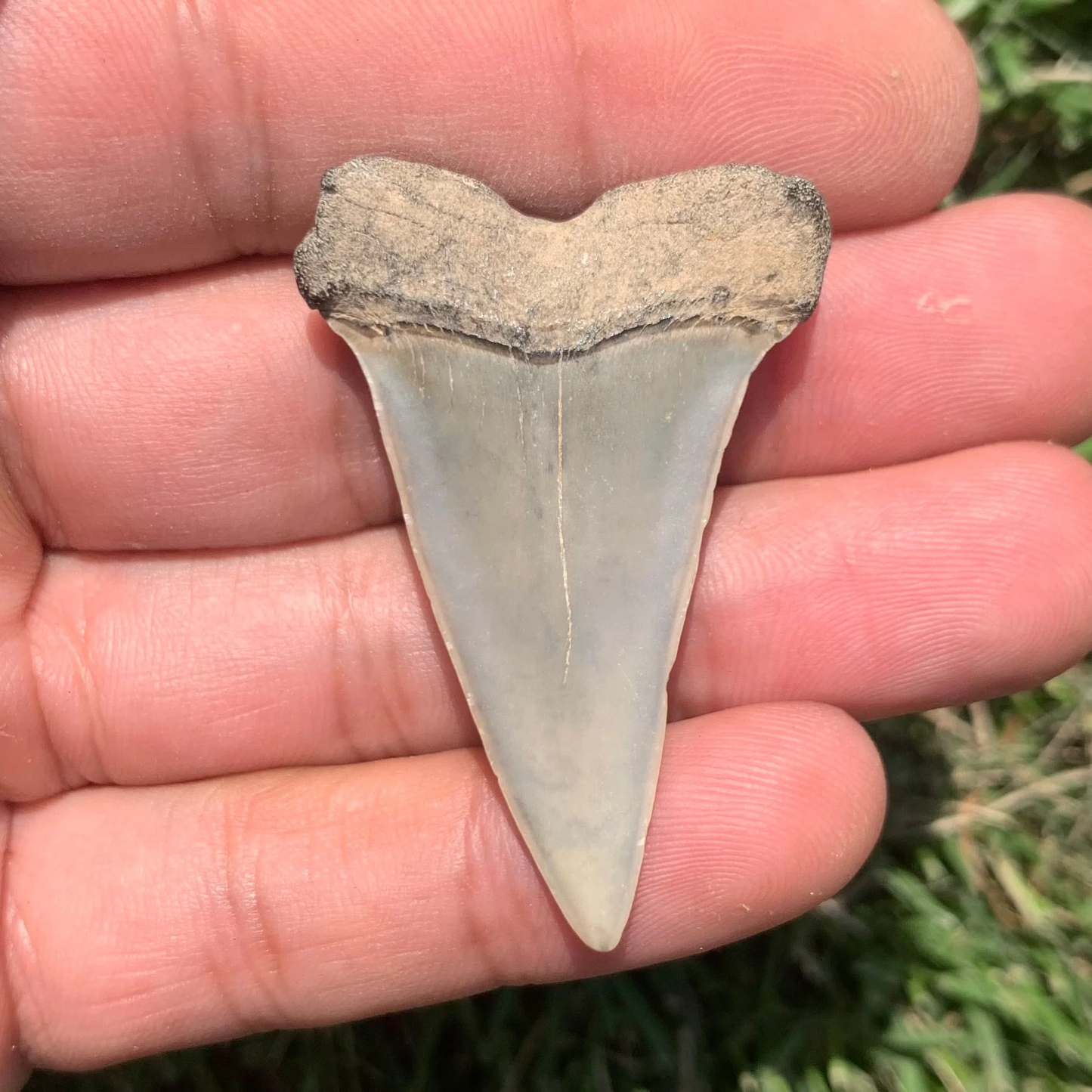 1.86” Carcharodon hastalis - Virginia