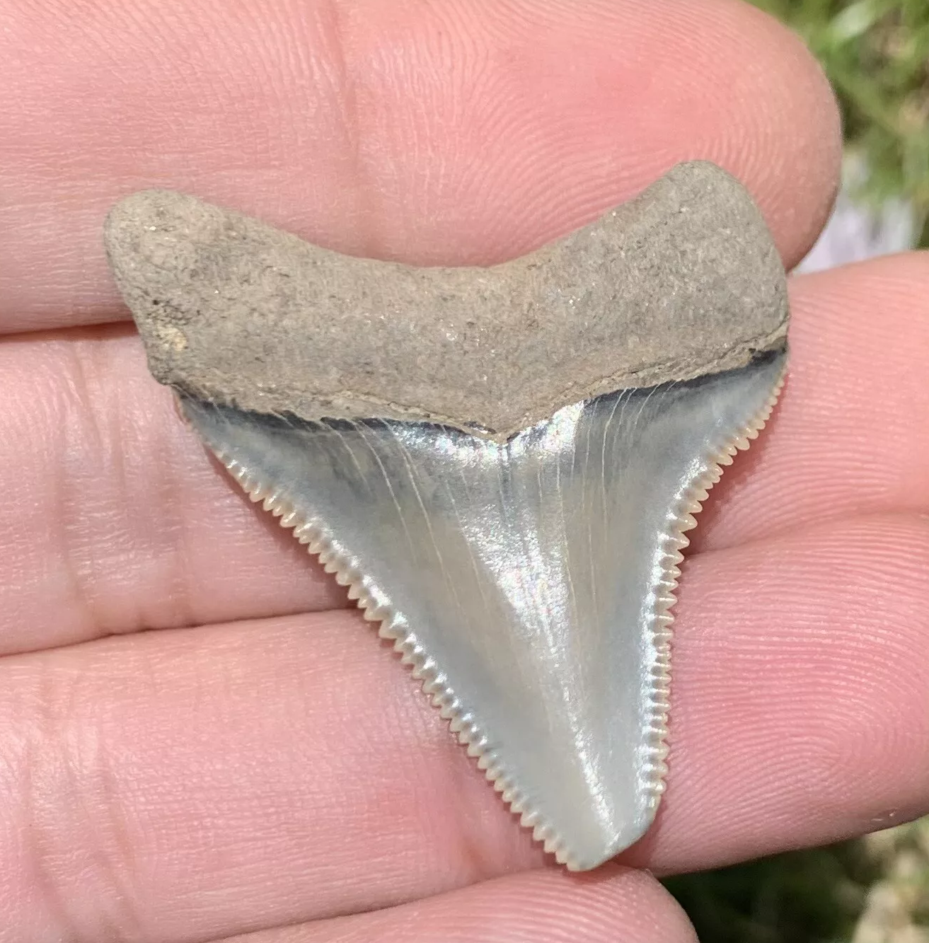 1.49” Otodus Megalodon - Maryland