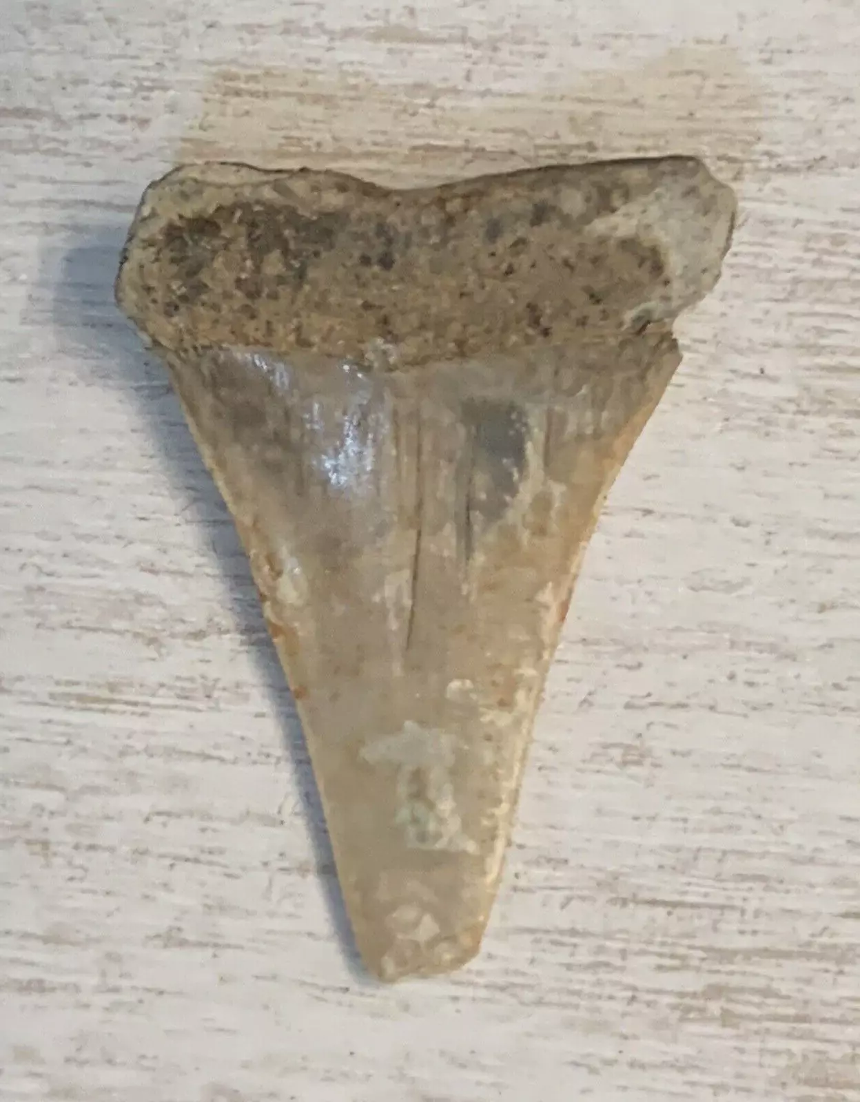 1.7" Carcharodon hastalis - Virginia