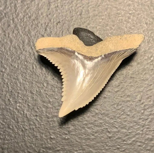 1.12" Hemipristis serra Upper Shark tooth