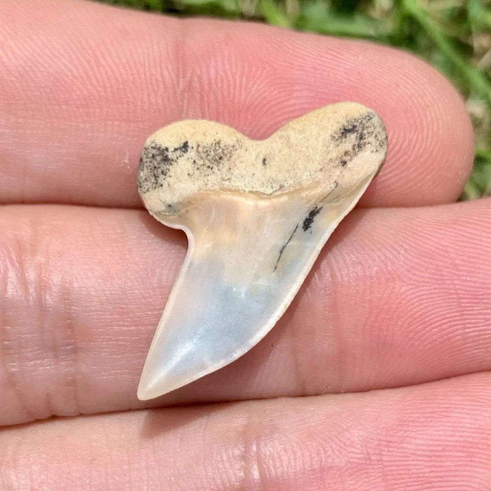 Fossil Carcharodon planus - Bakersfield California