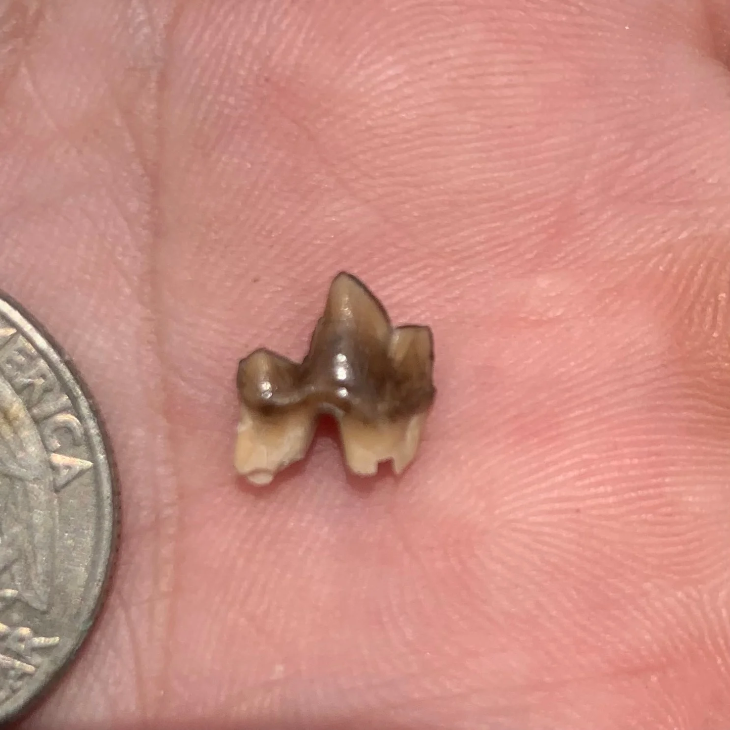 Fossil Dog Tooth, Hesperocyon Carnassial, Nebraska -