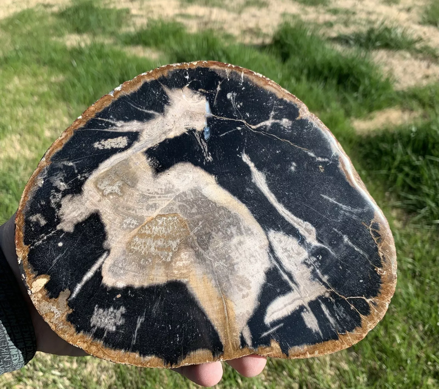 Black and White Polished Petrified Wood From Indonesia
