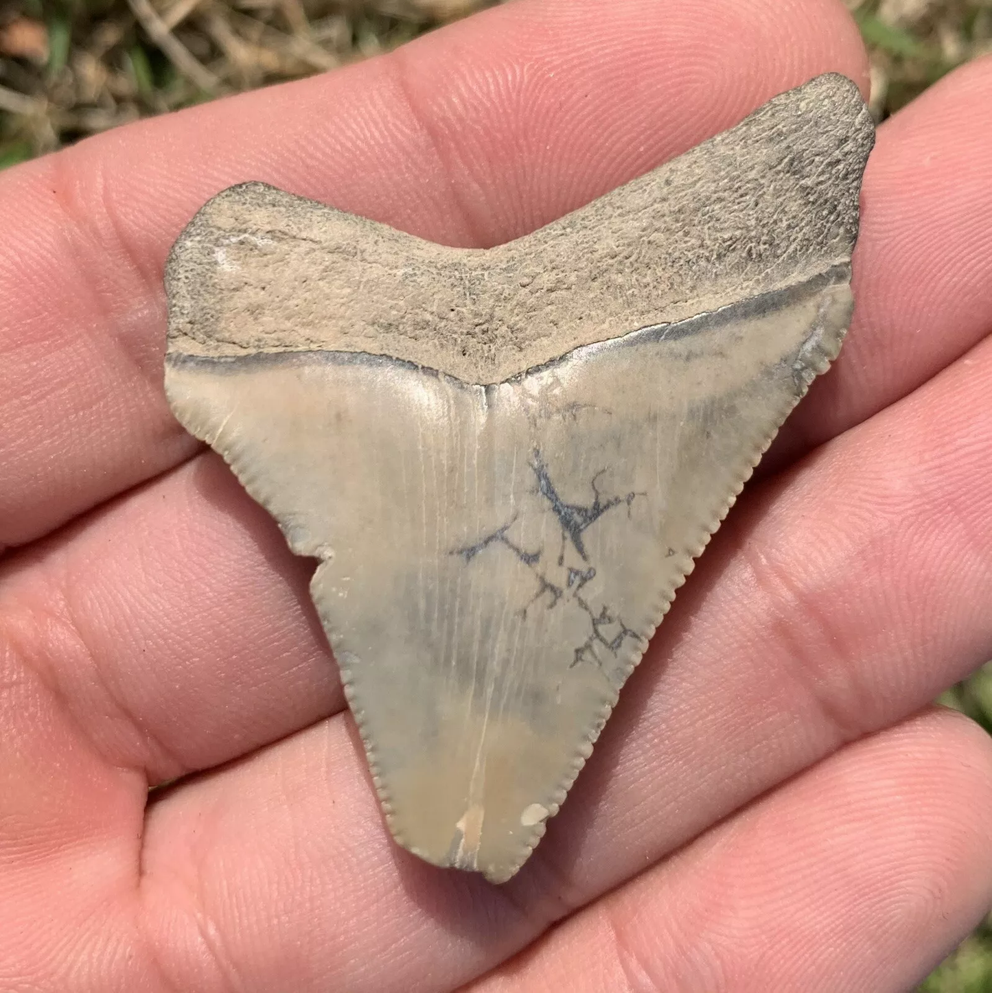 1.87” Otodus Megalodon - Virginia