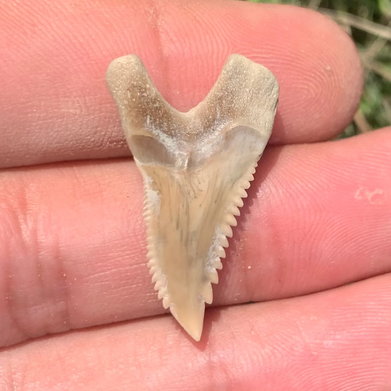 1.15” Hemipristis serra - Lee Creek Mine